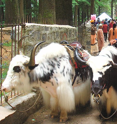 Yaks in Manali, Himachal Pradesh, India saddled for riding