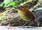 Thumbnail for Yellow-breasted antpitta