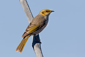 Descrição da imagem Honeyeater com pluma amarela (9131787141) .jpg.