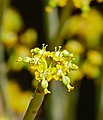 Yellow Milkbush (Euphorbia mauritanica) flowers (31761004463).jpg