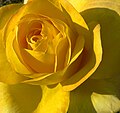 Thumbnail for File:Yellow rose close up (3117987244).jpg