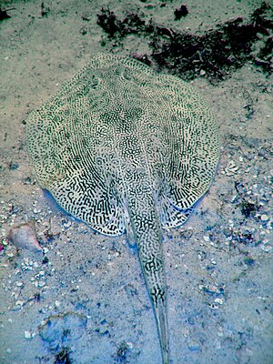 Ray with numerous fine, dark vermiculations on an almost white background, blending in with the sand it's resting on