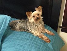 The Yorkshire Terrier is one of the most popular of the toy breeds. Yorkshireterrierbowie.JPG