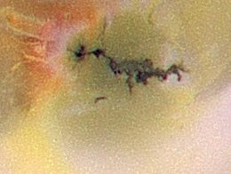 Centrul vulcanic Zamama, Galileo, iulie 1999 (PIA02504) .jpg