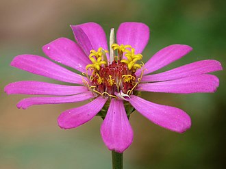 The pseudanthium of Zinnia elegans is typical of many Asteraceae in that it includes two types of florets, ray florets and disk florets. Zinnia elegans of Kadavoor.jpg