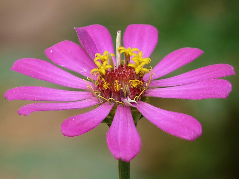 File:Zinnia elegans of Kadavoor.jpg