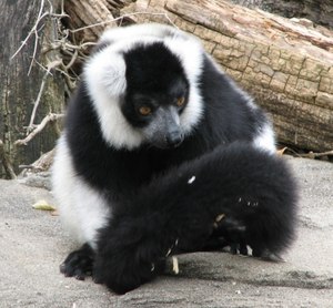 관여우원숭이 (Eulemur coronatus)