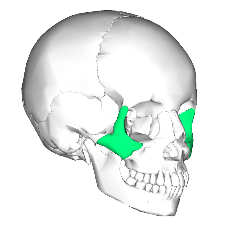 Анатомия скуловой кости
