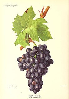 Oeillade noire Variety of grape