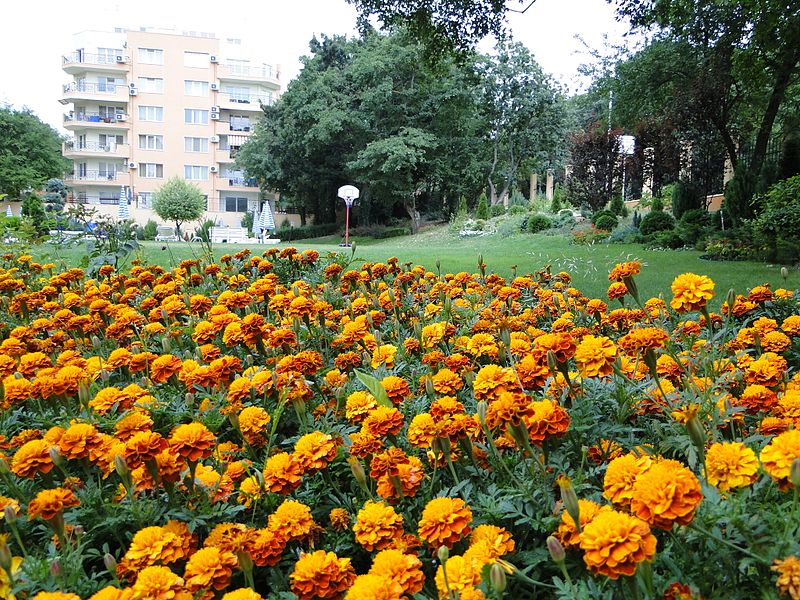 File:Златни Пясъци (Golden Sands) - panoramio (23).jpg