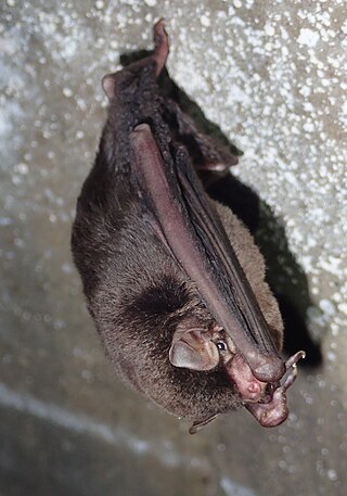 <span class="mw-page-title-main">Eastern bent-wing bat</span> Species of bat