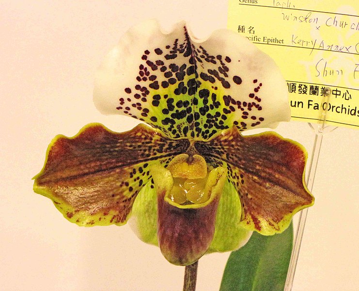 File:兜蘭屬 Paphiopedilum Winston Churchill x Kerry Anne x (Sharnden x Seacliff) -台南國際蘭展 Taiwan International Orchid Show- (16201717123).jpg