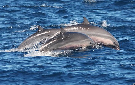 Fraser's dolphins off Hualien City, Taiwan