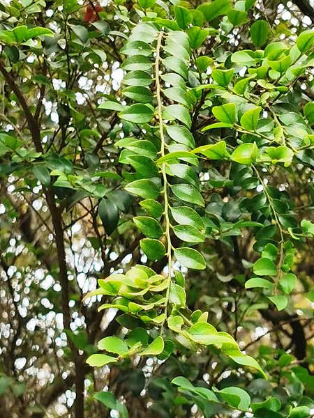 File:楓港柿Diospyros vaccinioides 20210526094550 18.jpg