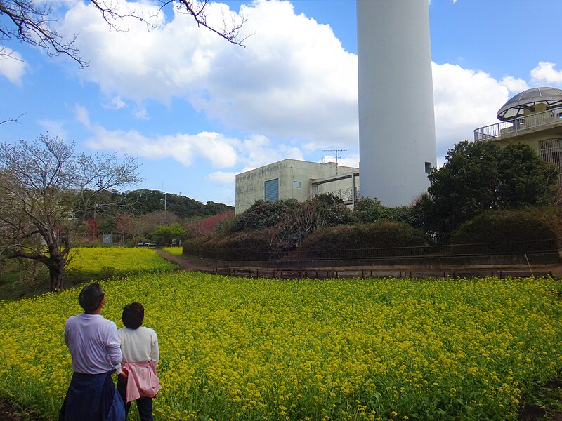 File:菜の花畑と雨量観測所２.jpg