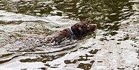 Rank: without Swimming Labrador