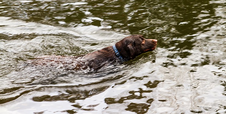 Swimming Labrador