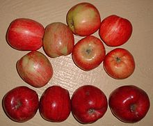 Red Gravenstein apples 006grav.2red.strains.jpg