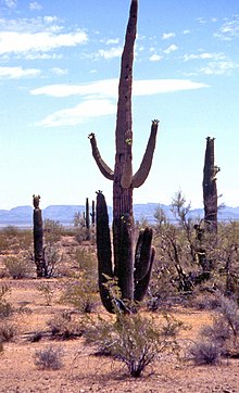 00 5008 Arizona (USA) Sonora-Wüste - Saguaro Kakteen.jpg