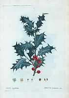 Ilex aquifolium = Houx commun