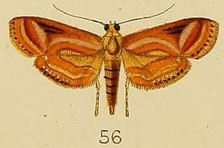 <i>Aulacodes purpurealis</i> Species of moth
