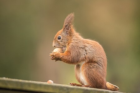 Wiewiórka zwyczajna (Sciurus vulgaris) próbująca rozłupać orzech Wiewiórka zwyczajna (Sciurus vulgaris) próbująca rozłupać orzech Autor: Jarosław Bernacki