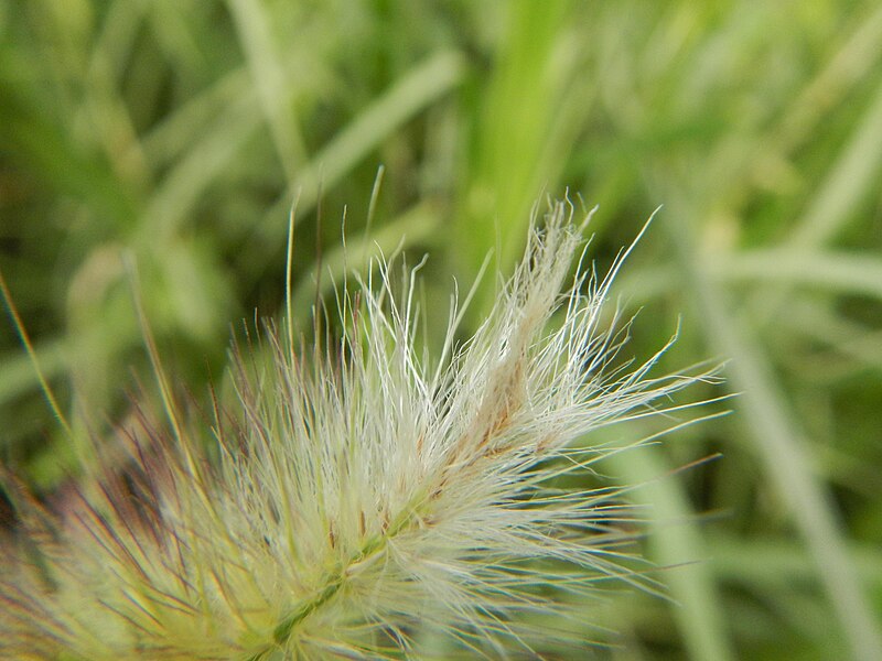 File:09986jfLandscapes Kans Grass Maronquillo San Rafael Bulacanfvf 05.JPG