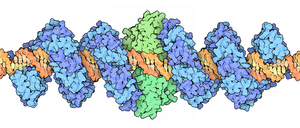 Spacefill drawing of dimeric TALE-FokI fusion (blue: TALE; green: FokI) bound to DNA (PDB: 1FOK, 3UGM ), by David Goodsell 180-TALEffectors TALEN.png