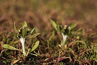 Coleanthus subtilis