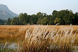 1 Bandhavgarh National Park Madhya Pradesh India.jpg