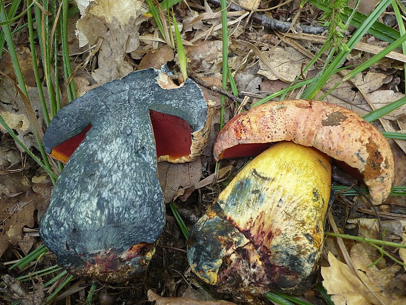 File:2008-08-04 Boletus rhodopurpureus 1 18733.jpg