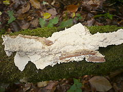 Gloeocystidiellum porosum (Gloeocystidiellaceae)