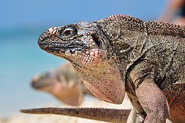 Cyclura cychlura inornata