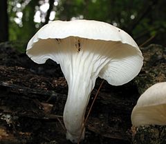 2012-08-07 Pleurotus pulmonarius (Jacq.) P. Kumm 246232.jpg