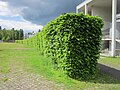 Hainbuche (Carpinus betulus)