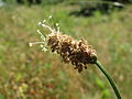 Plantago lanceolata Spitzwegerich