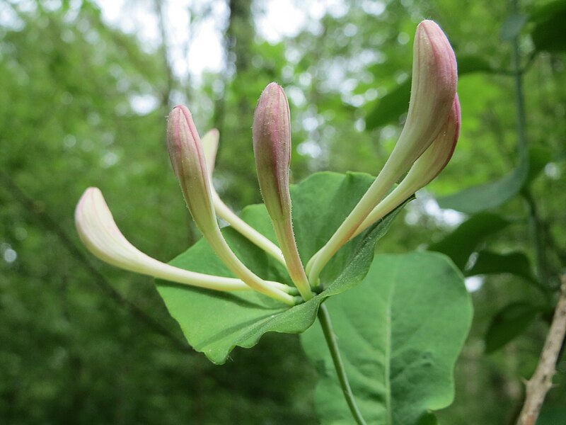 File:20150511Lonicera caprifolium6.jpg