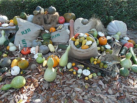 Cucurbits on display at the Real Jardín Botánico de Madrid, with the title "Variedades de calabaza"