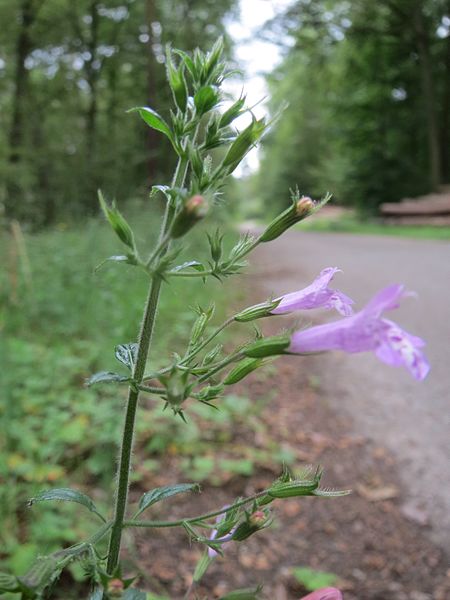 File:20160810Calamintha menthifolia4.jpg