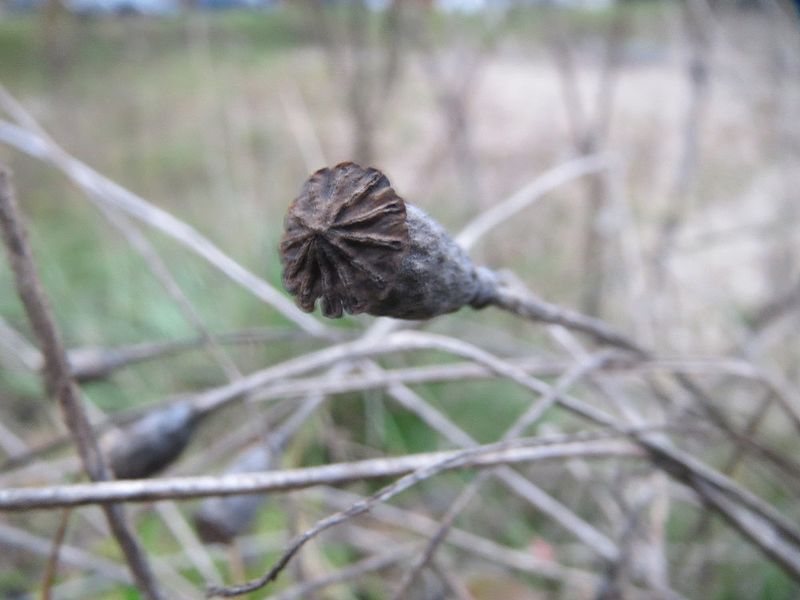 File:20161125Papaver rhoeas.jpg