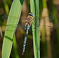 Herbst-Mosaikjungfer - Aeshna mixta, Männchen