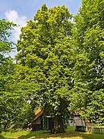 2020-07-18 ND Linde in Schlangen, NRW.jpg