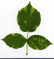 * Nomination Rubus idaeus. Leaf adaxial side. --Knopik-som 07:09, 10 October 2021 (UTC) * Promotion  Support Good quality. --Steindy 11:38, 10 October 2021 (UTC)