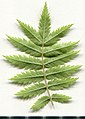 * Nomination Sorbus aucuparia. Leaf abaxial side. --Knopik-som 06:00, 7 June 2021 (UTC) * Promotion  Support Good quality. --Tournasol7 06:05, 7 June 2021 (UTC)