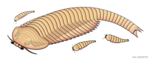 Restoration of Fuxianhuia protensa 20211117 Fuxianhuia protensa.png