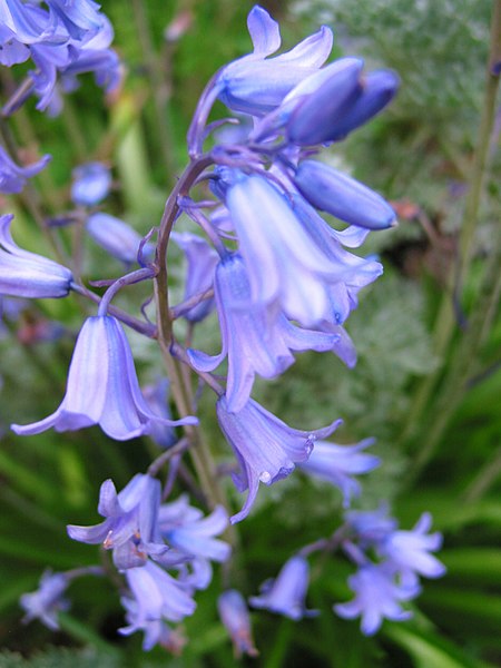 Hyacinthoides × massartiana