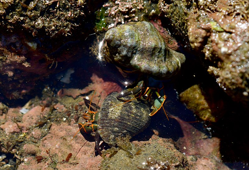 File:27723- crab fight in a tide pool.jpg