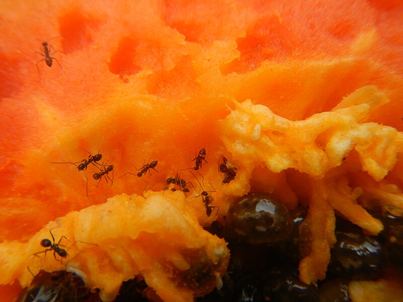 File:2999Ants of the Philippines eating carica papaya fruit 30.jpg