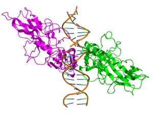 Nf-Κb