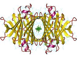 Transthyretin